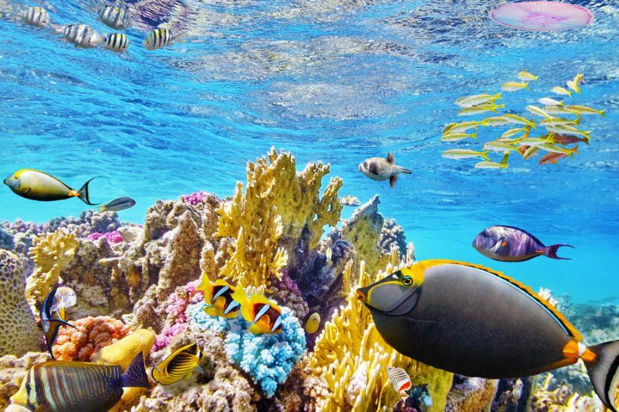 The Great Barrier Reef, which used to be full of  life, is slowly withering away.