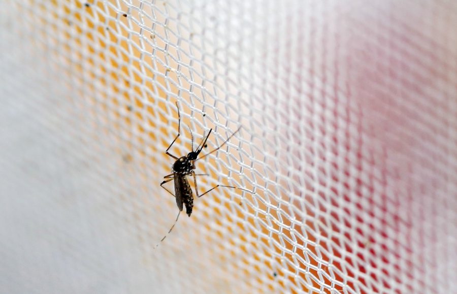 The Zika virus is rapidly spreading into the U.S. through mosquito bites, forcing scientists to search for a cure.