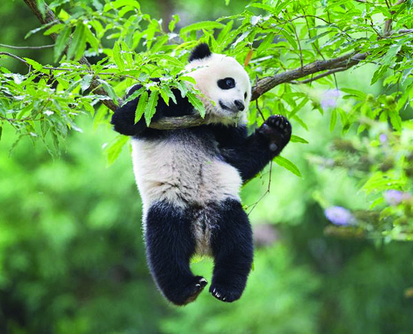 The giant panda is the rarest species of bears, but their population is slowly increasing.  