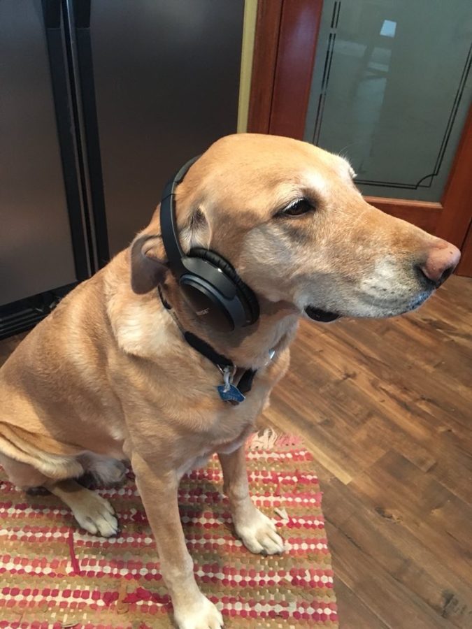 Henry here is wearing headphones. That is all. 14/10