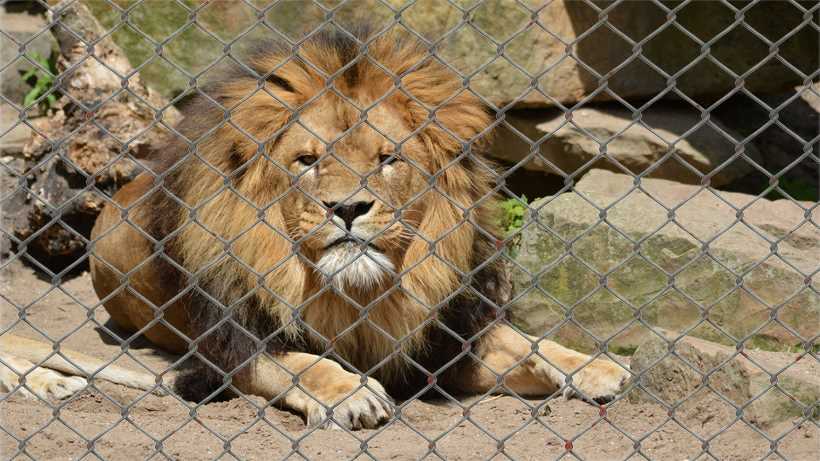 According to the International Zoo News, Lions in zoos spend 48% of their time pacing, a recognized sign of behavioral problems.