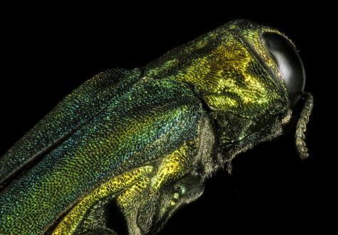 The emerald ash borer has officially been found in Sioux Falls and the city has begun it's tree removal process.