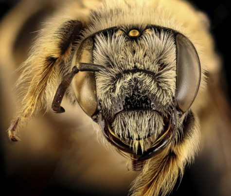 What ever happened to saving the bees, and etc.?