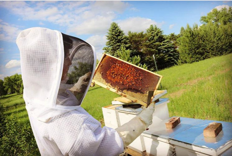 Stangeland taking care of his bees.