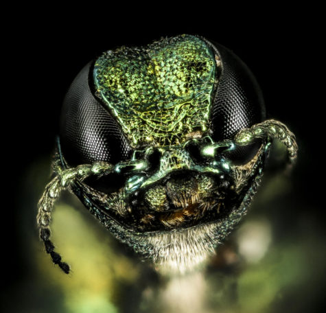 Horror of the ash borer: the sequel