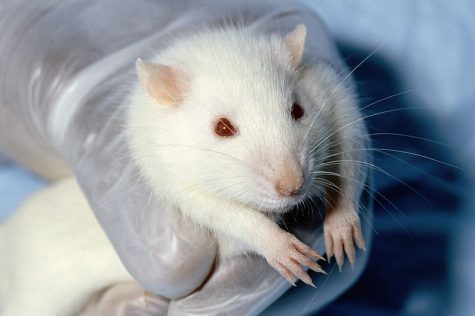 Brands you didn’t know that test on animals
