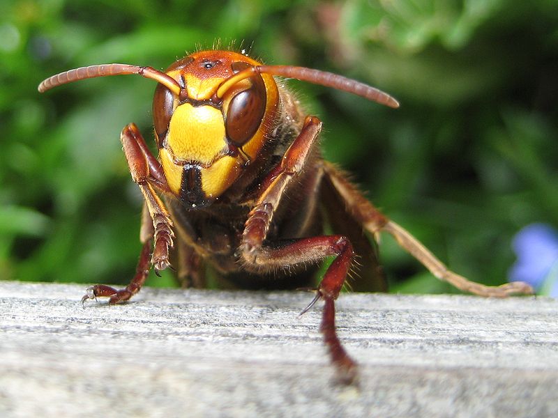There have been four murder hornet sightings reported across North America.