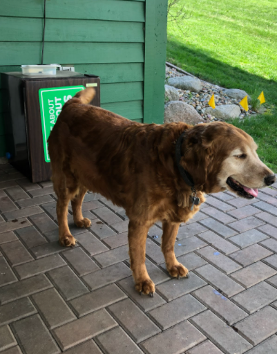 Harvey is hanging in the backyard enjoying his fresh new haircut for the summer. 