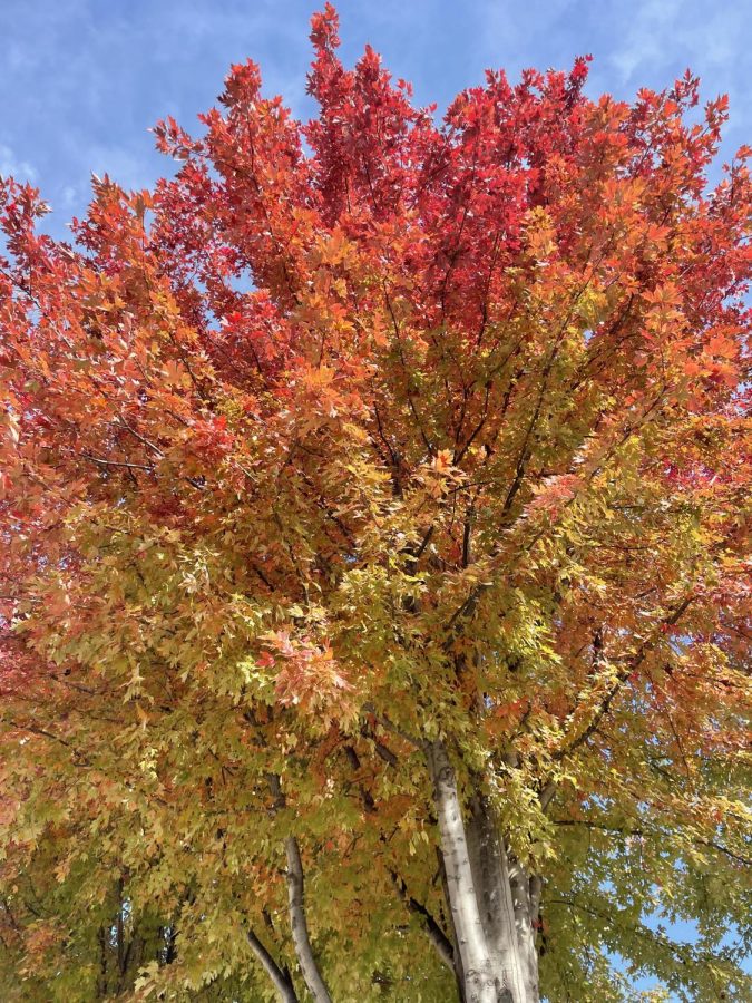 There are beautiful trees aplenty in and around Sioux Falls. 