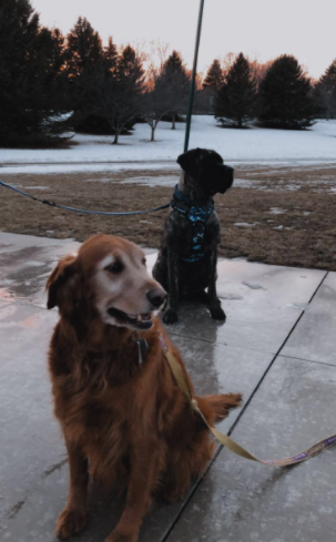 Harvey (front) is a Golden Retriever, with an expected lifespan of 10-12 years. Benny (back) is a Great Dane, English Mastiff mix with an expected lifespan of 8-12 years.	