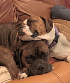Southwicks dogs, Agnes and Franco, were both adopted from the Northern Plains Boxer Rescue. 