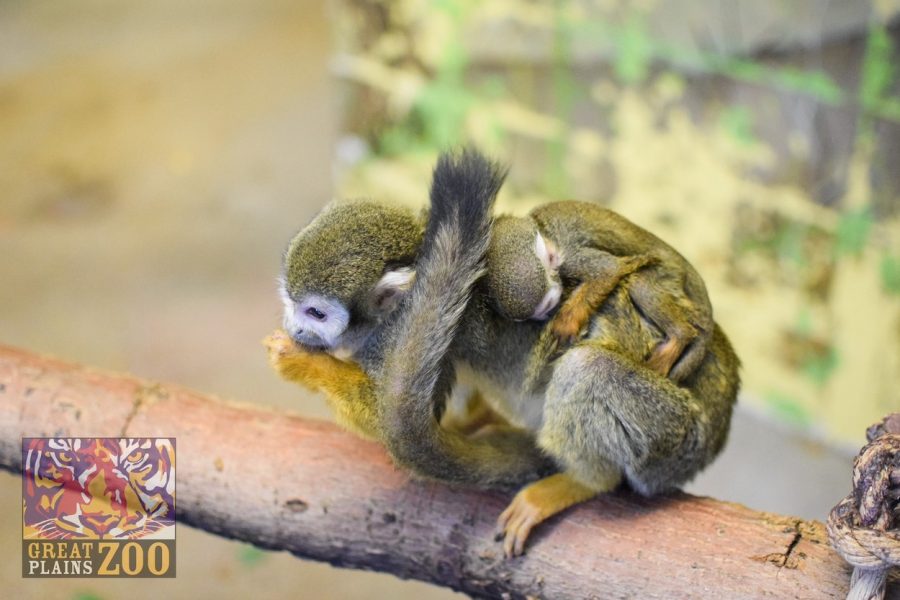 Squirrel monkey Daphne welcomed a new baby to the world on the night of Jan. 31, 2022. 