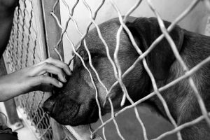 Each year, an estimated 670,000 dogs living in shelters are euthanized in order to make more space for new shelter animals.  
