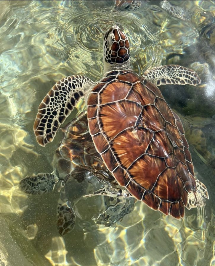 This picture was taken at the Turtle Farm in Grand Cayman where tourists could feed and snorkel with the turtles.