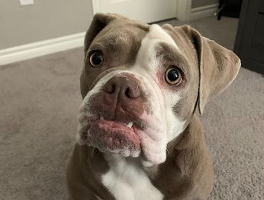 Mei begging to go outside in the summer last year.