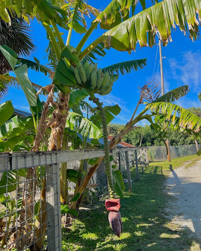 Banana trees are plentiful all over the Everglades. 