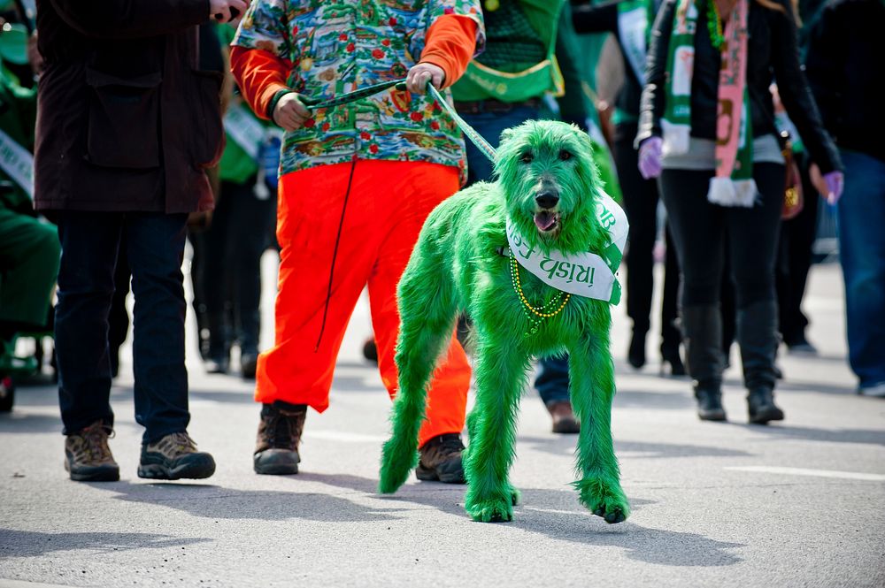 An Irish wolfhound dyed green walking down the streets of downtown Sioux Falls. 
