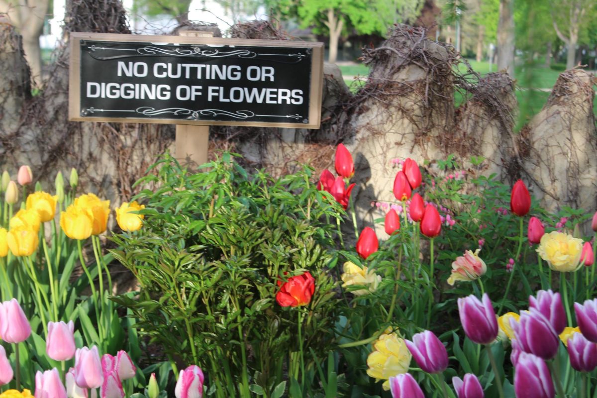 Signs throughout the McKennan Park gardens remind people to be respectful of the plants and encourage observing rather than taking flowers. 
