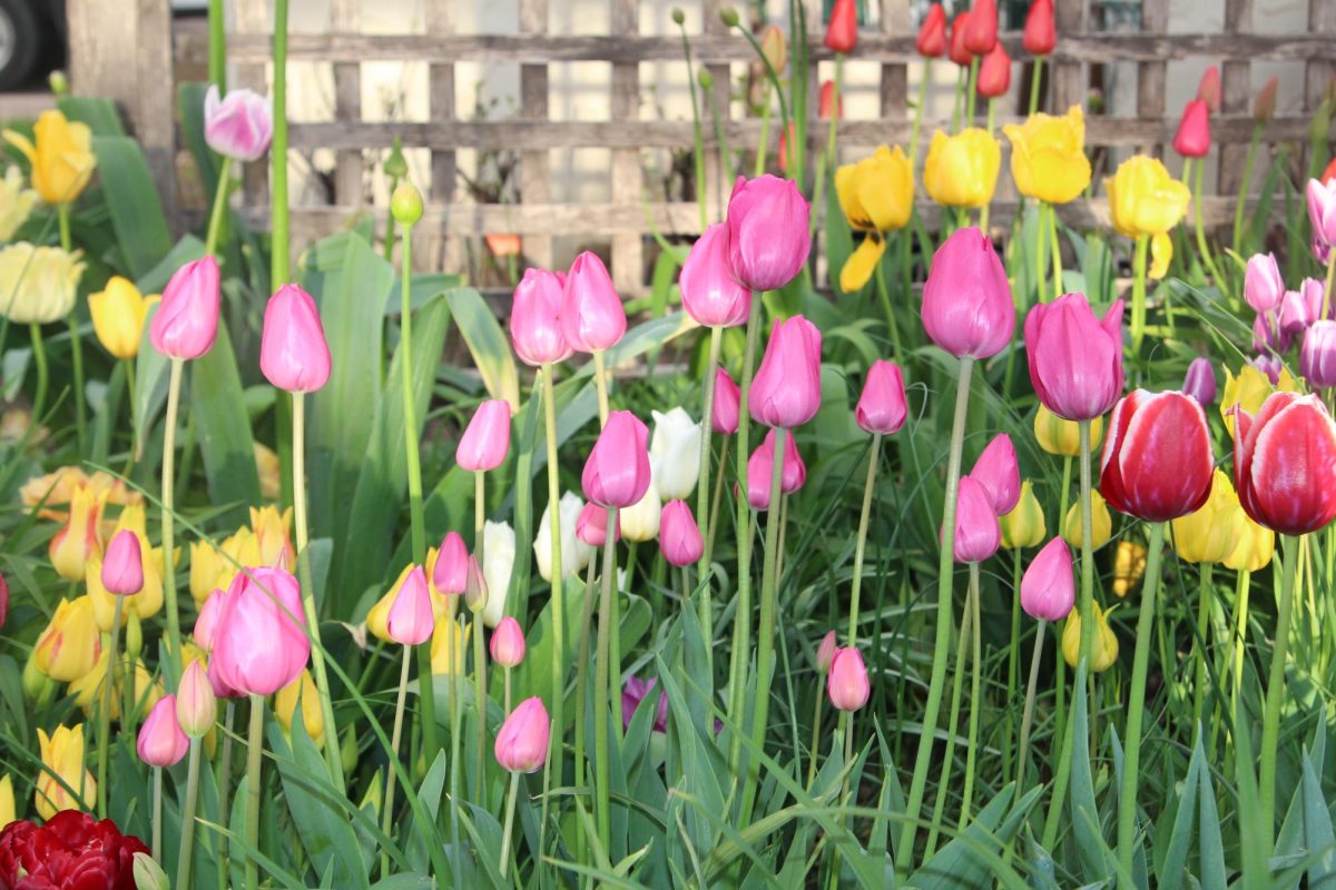 Barbie pink tulips planted in the McKennan Park gardens glow and shine, almost looking fake. 
