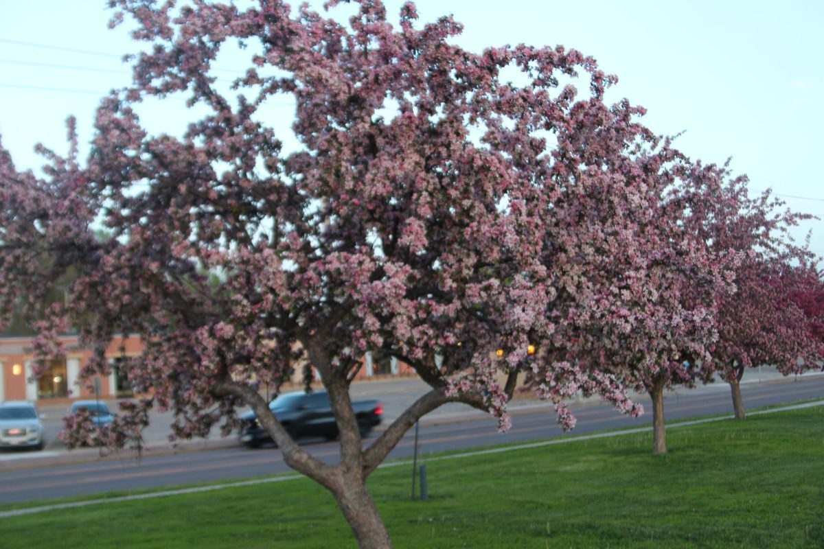 As trees blossom, they display a range of light to dark pink petals throughout Sioux Falls parks.
