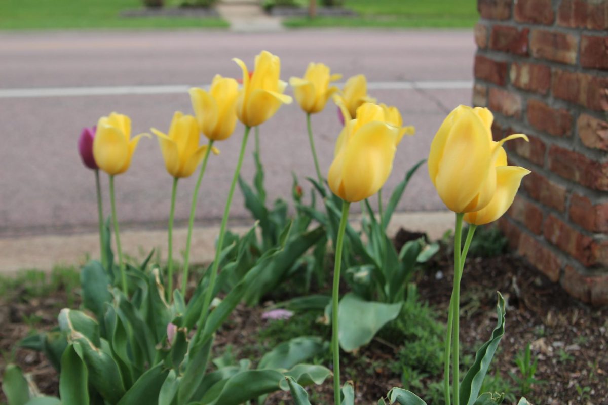 A small number of yellow tulips are planted outside someones home, matching many others who have planted flowers in preparation for spring. 
