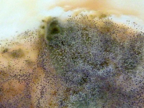  Consumers express mold concern found in Luncly’s pizza meal. (Photo used with permission by Flickr/Lara604)