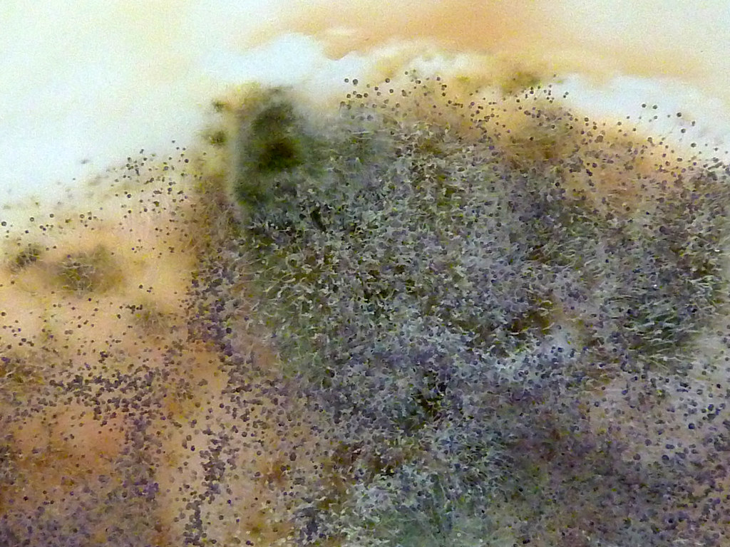  Consumers express mold concern found in Luncly’s pizza meal. (Photo used with permission by Flickr/Lara604)