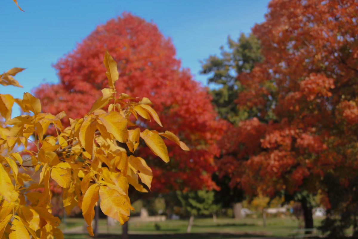 Trees around Sioux Falls have transitioned into their fall colors, like red, yellow and orange. 
