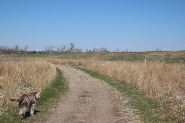 Even Gibbs, a 13-year-old labradoodle, loves to spend time on the trails. 