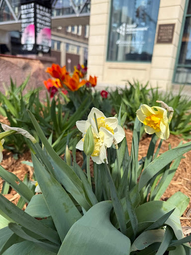 Daffodils, a symbol of joy and new beginnings, are a perfect choice for springtime flower beds. 