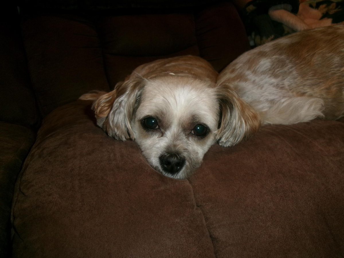 A small dog lies on the couch, staring lovingly at her owner.