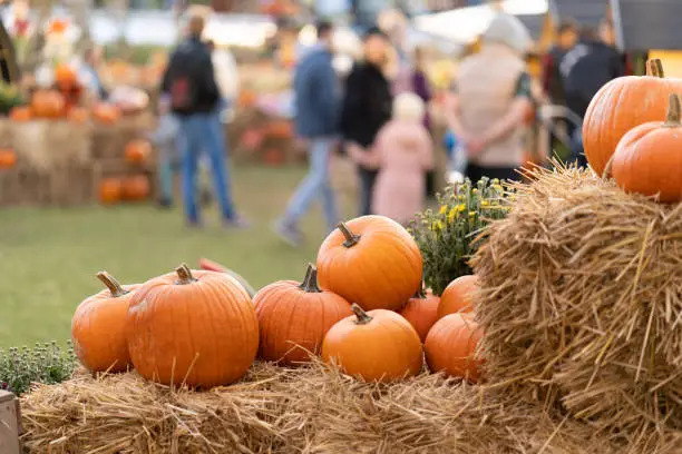 A fall favorite for many is going to the pumpkin patch to pick out pumpkins to display, carve or paint.
Used with permission by StockSnap
