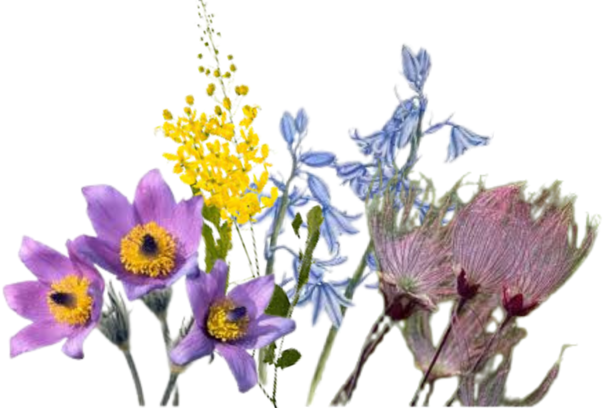 Going for walks in the spring is a perfect way to see all of the bright colors flowers have to offer. (Image used with permission by Canva)