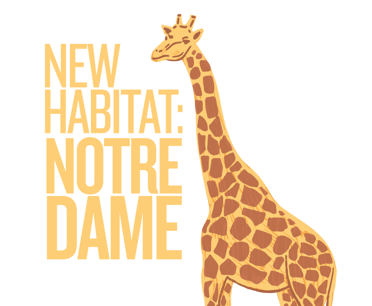 When high levels of arsenic were discovered in the taxidermy collection, the Great Plains Zoo partnered with the University of Notre Dame to restore and preserve the animals. (Artwork used with permission by Sketchify & Canva)