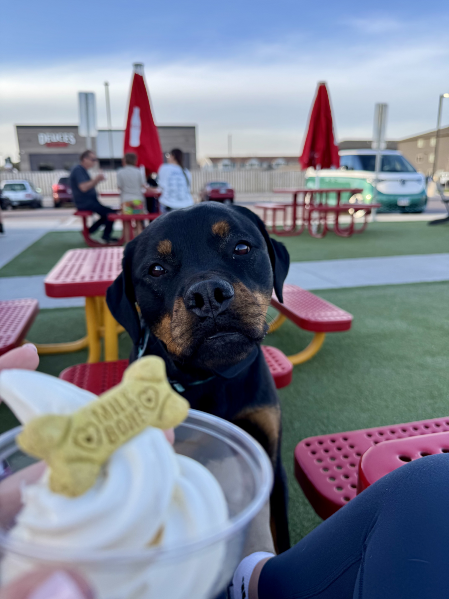 My dog, Nat, patiently waiting to eat her pup cup from B&G Milkyway.